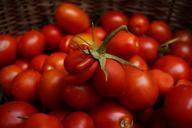 tomatoes-red-special-form-crop-937337.jpg