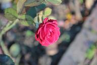 red-rose-germany-flower-romance-694057.jpg