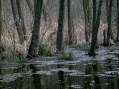 swamp-trees-tribes-trunk-nature-652554.jpg