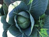 cabbage-organic-vegetables-farm-1094430.jpg