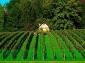 vineyard-wine-cultures-vine-plants-464181.jpg