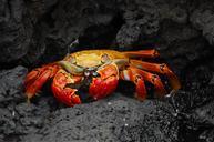 Brightly-colored-Sally-Lightfoot-crab.jpg