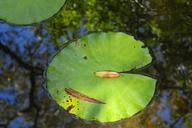 lily-pad-water-pond-pad-lily-475728.jpg