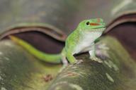 gecko-reptile-lizard-animals-1105389.jpg