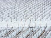 vineyard-winter-nierstein-snow-329305.jpg