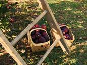 apples-apple-picking-ladder-orchard-399870.jpg