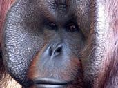 gorilla-primate-ape-monkey-mammal-52682.jpg