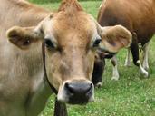 nature-cow-farm-animal-dairy-857252.jpg