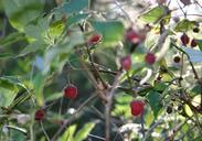 berries-wild-berry-summer-ripe-63712.jpg