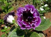 violet-flower-flora-beautiful-337448.jpg