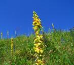 oxtail-weed-yellow-wild-flowers-959522.jpg