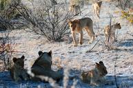 lion-etosha-namibia-africa-safari-1305804.jpg