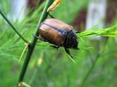 beetle-worm-insect-nature-macro-1039087.jpg