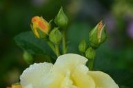 rose-yellow-flower-nature-floral-547551.jpg