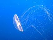 jellyfish-tentacles-poisonous-474059.jpg