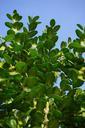 book-ordinary-boxwood-branches-324099.jpg