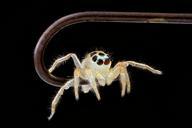 Jumping-Spider,on-fishhook-face_2012-08-02-16.22.56-ZS-PMax.jpg