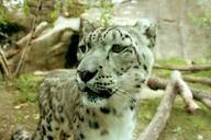 leopard-snow-leopard-ounce-big-cat-218226.jpg