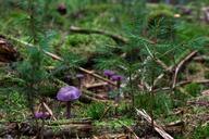 violet-laccaria-mushroom-478055.jpg