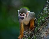 scented-monkey-primate-animal-wild-1200044.jpg