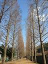 damyang-winter-sky-meta-sequoia-237924.jpg