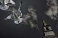 seagulls-birds-animals-flight-488516.jpg