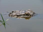 alligator-head-eye-wildlife-nature-934507.jpg