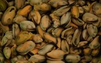 seafood-mussels-crustaceans-fishing-1561586.jpg