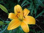 lily-yellow-asiatic-flower-blossom-557380.jpg