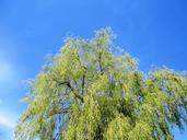 weeping-willow-tree-leaves-green-363651.jpg