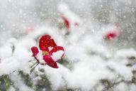 red-rose-snow-winter-red-rose-1056852.jpg