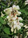 robinia-pseudoacacia-black-locust-846620.jpg