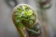 fern-young-young-fern-spring-752446.jpg