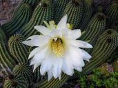 cactus-white-flower-quills-spring-711410.jpg