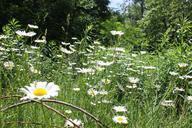 summer-flower-white-garden-green-527005.jpg