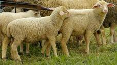 flock-of-sheep-sheep-wool-animal-328798.jpg