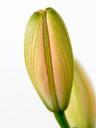 lily-bud-flower-blossom-bloom-600314.jpg