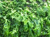 seaweed-stone-tuan-sea-lettuce-672981.jpg