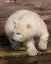 polar-bear-spring-young-animal-678129.jpg