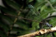 Flying earwig Hawaiian damselfly dragonfly insect megalagrion nesiotes.jpg