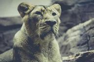 lion-zoo-predator-cat-wildcat-617275.jpg