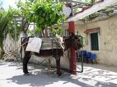 donkey-last-animal-animal-greece-421556.jpg