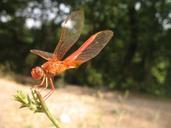 insect-damselfly-nature-animal-389067.jpg