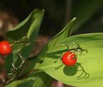 lily-of-the-valley-fruit-autumn-red-439213.jpg