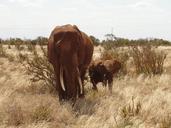 safari-kenya-elephant-calf-1116669.jpg