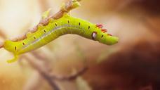 caterpillar-close-animal-nature-515370.jpg