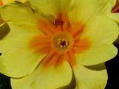 primrose-flower-blossom-bloom-357545.jpg