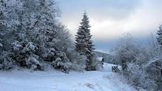 forest-winter-tree-snowy-638672.jpg