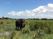 elephant-safari-game-drive-733254.jpg