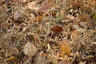 lawn-leaves-dried-leaves-autumn-1218939.jpg